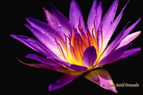 African-Purple-Lotus
